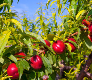 Особенности посадки персика весной и осенью саженцами в открытый грунт -Интернет Магазин Саженцев С Доставкой По РФ